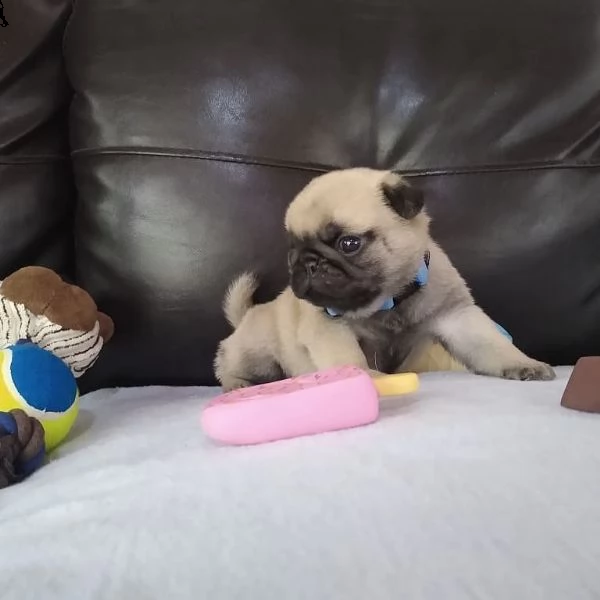 cuccioli carlino , questi sono gli ultimi 2 cuccioli maschi e 2 femmine rimasti con noi, quindi cont