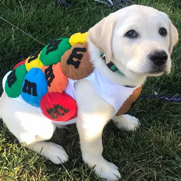 labrador cuccioli maschio e femmiinile per te e per l'adozione