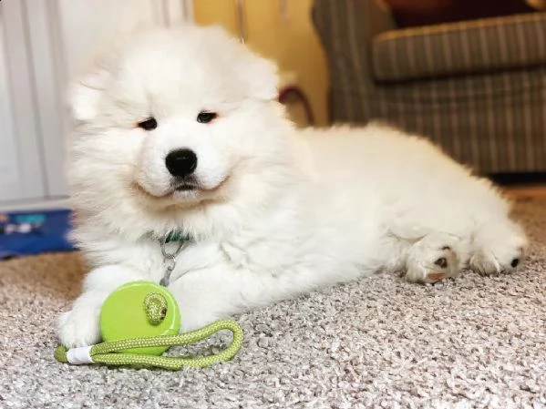 sono gli ultimi 2 cuccioli samoiedo maschi e 2 femmine rimasti con noi, per l'adozione