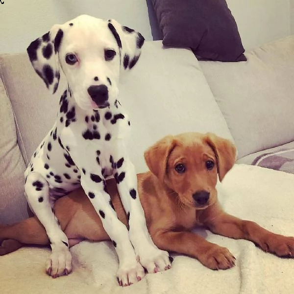 descrizione : cucciolate dalmata di 12 settimane di cuccioli maschi e femmine, tutti e tre i vaccini