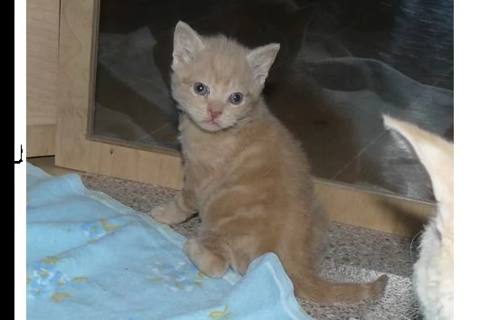 abbiamo adorabili gattini british shorthair sia maschi che femmine che sono alla ricerca di una casa