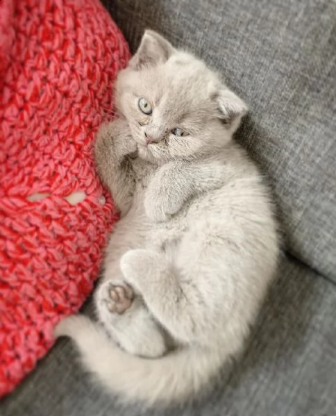 maschio e femminile gattini british shorthair per l'adozione