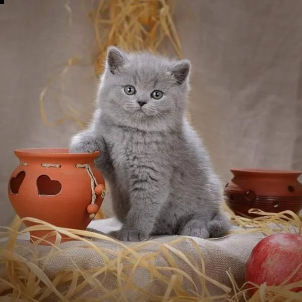 gattinin british shorthair disponibile