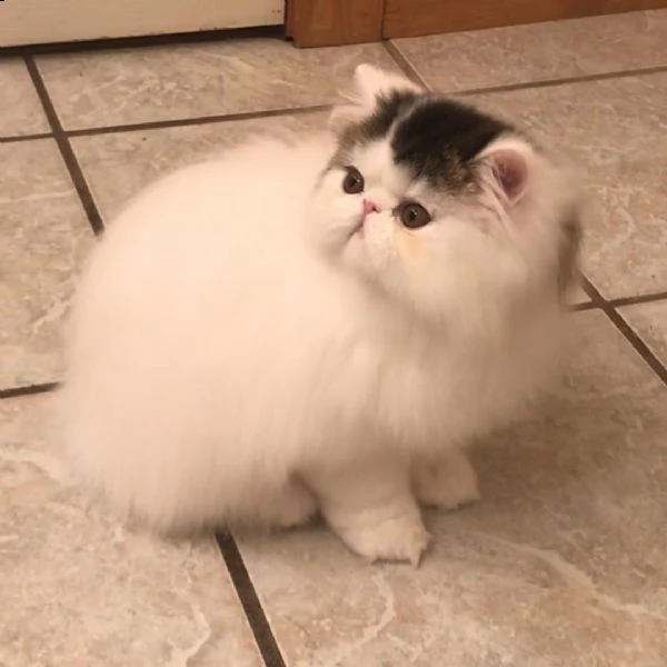 abbiamo nuove cucciolate di cuccioli persiano, che sono pronte per le loro nuove case in qualsiasi