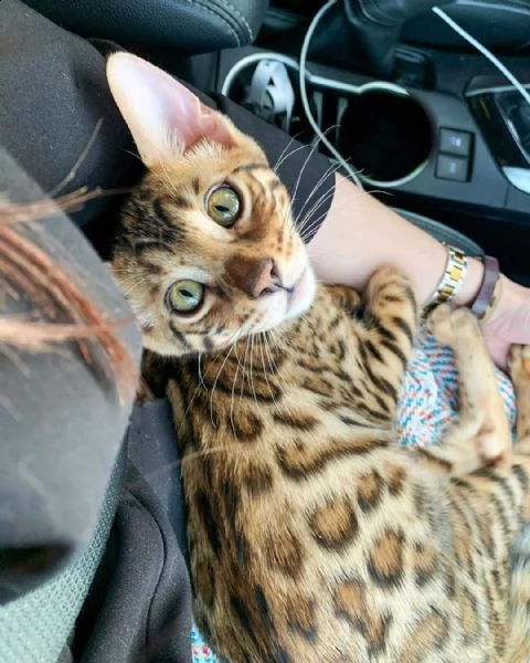 abbiamo 1 gattino bengala maschio e 2 femmine pronti ad andare nelle loro nuove case in qualsiasi mo