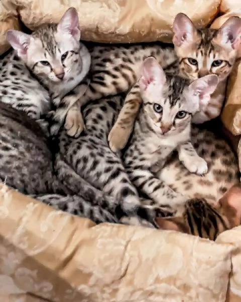 abbiamo un'incredibile cucciolata c di 3 cuccioli di savannah. 1 gattino maschio e due femmine 