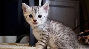 abbiamo tre cuccioli egyptian mau che porterebbero a te e alla tua famiglia più gioia e felicità. 