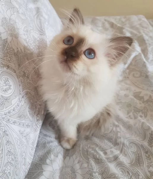 sacro di birmania gattini . pronto per una nuova casa