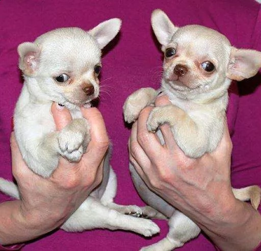 affettuosi cucciolini chihuahua toy inteligentissimi gentilissimi e eccellentissimi