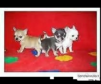 cucciolo di pincher chiwawa mini mini toy dolcissimi purissimi e generosissim