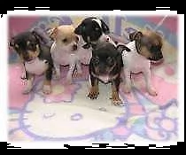 cucciolo di pincher chiwawa mini toy bellissimo purissimo e dolcissimo