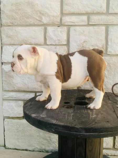 forniamo cuccioli di bulldog inglese e bulldog francesi in buona 