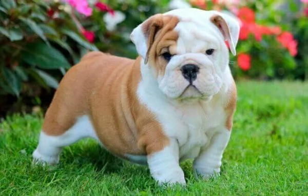 disponiamo cuccioli di bul dog inglese cuccioloni e tenerissimi 70 giorni maschi e femmine puri e di