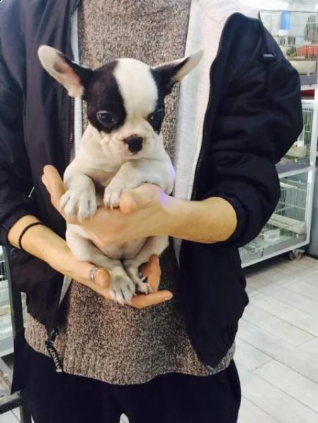 affettuosi cucciolini bulldog francese perfettissimi dolcissimi e purissimi 