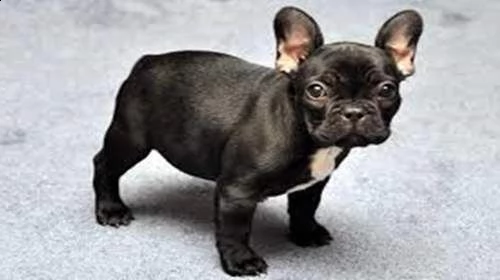 bulldog francese nero teneri cucciolini simpaticissimi gentilissimi e generosissimi