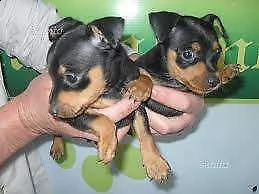 disponiamo cuccioli di pincher toy bellissimi dolci e buoni