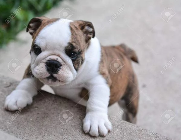 cuccioli di bulldog inglese nati da genitori italiani bellissimi e giocarelloni 