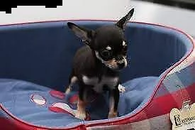 cucciolini pincher mini toy  morbidissimi   dolcissimi e purissimo