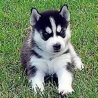 disponiamo cucciolo di husky siberiano interessanti e molto inteligenti