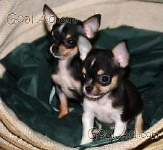 disponiamo cuccioli di chihuahua pincher giocarelloni e furbissimi 