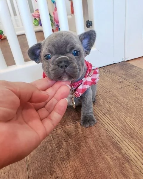 cuccioli di bulldog / bouledogue francese blu pedigree