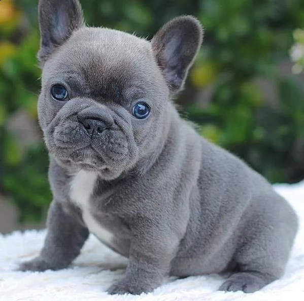cuccioli di bulldog / bouledogue francese blu pedigree | Foto 3