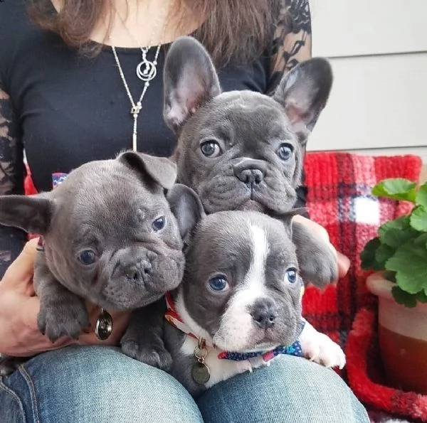 cuccioli di bulldog / bouledogue francese blu pedigree | Foto 0