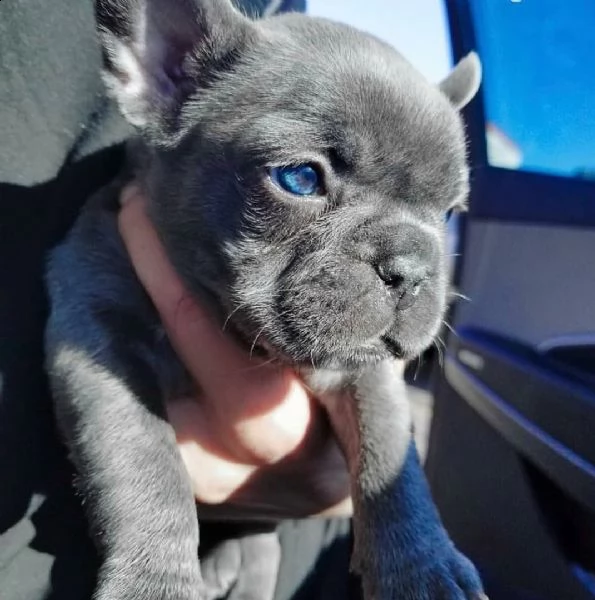 eccellente cucciolata di bulldog francese blu | Foto 3