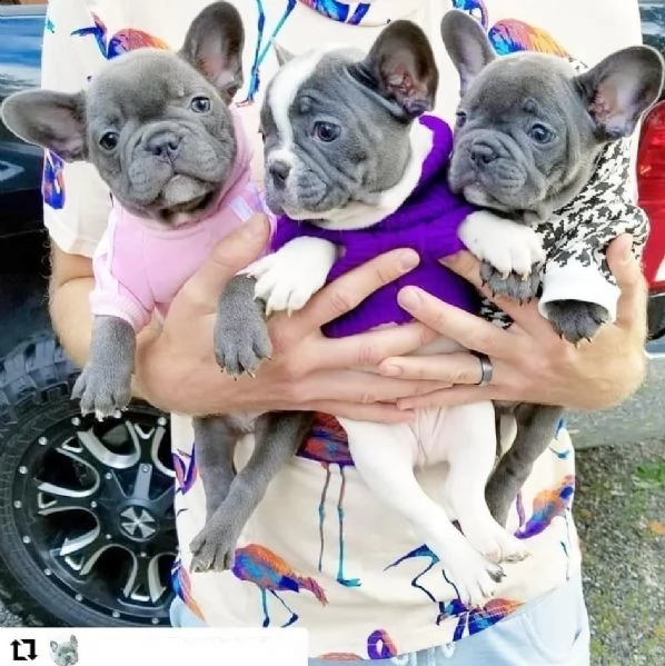 eccellente cucciolata di bulldog francese blu