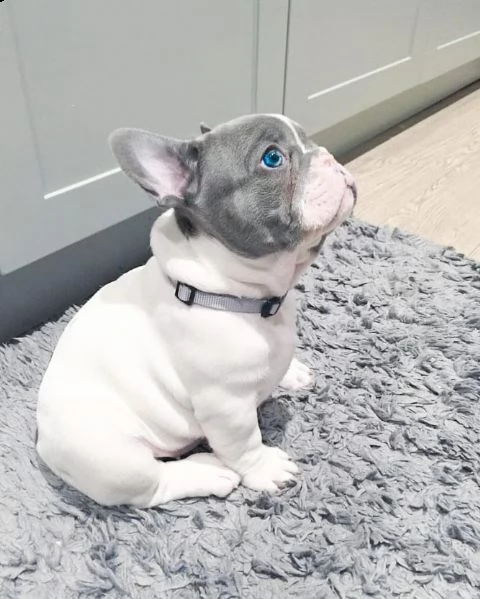 eccellente cucciolata di bulldog francese blu | Foto 1