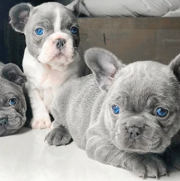 eccellente cucciolata di bulldog francese blu | Foto 0