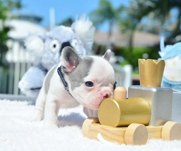 dolcissimi cucciolata di bulldog francesi blu | Foto 4