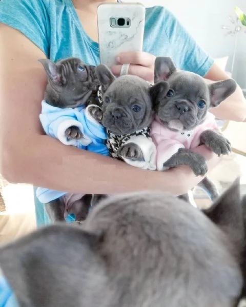 dolcissimi cucciolata di bulldog francesi blu | Foto 3