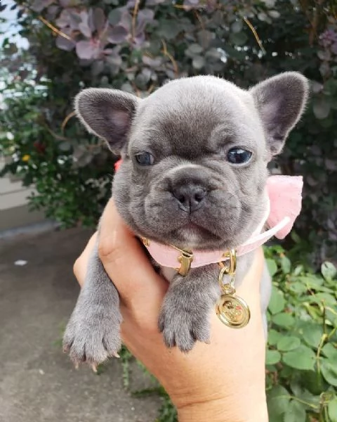 dolcissimi cucciolata di bulldog francesi blu | Foto 2