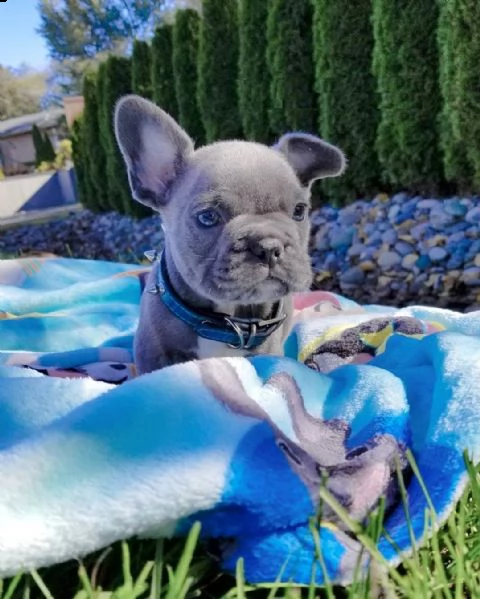 dolcissimi cucciolata di bulldog francesi blu | Foto 1