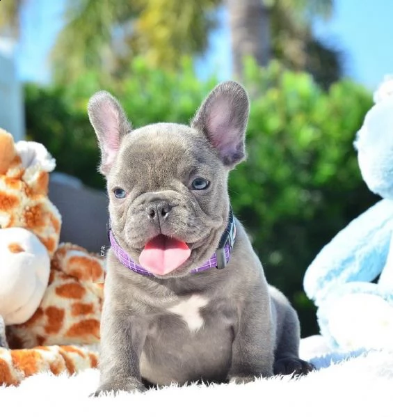 dolcissimi cucciolata di bulldog francesi blu