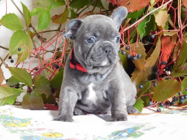 dolcissimi cucciolata di bulldog francesi blu | Foto 0