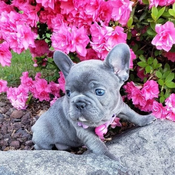 eccezionali cucciolata di bulldog francese blu | Foto 4