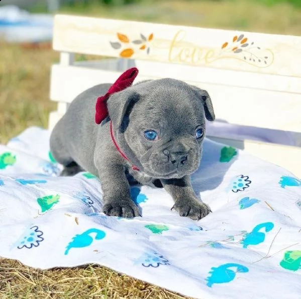 eccezionali cucciolata di bulldog francese blu | Foto 3