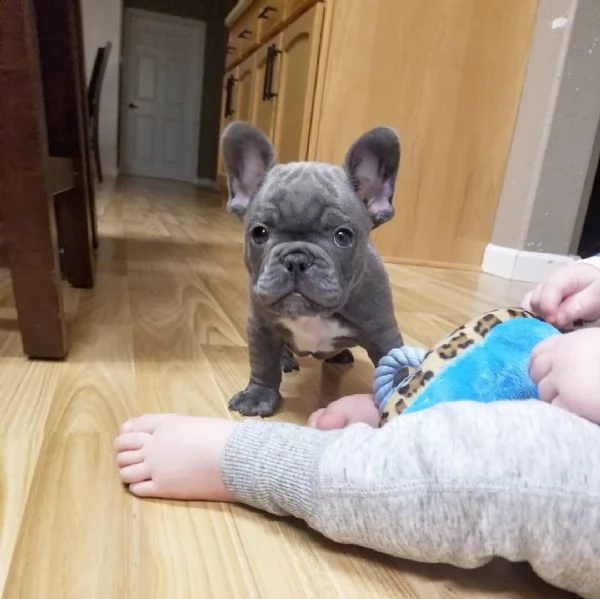 eccezionali cucciolata di bulldog francese blu | Foto 2