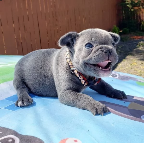 eccezionali cucciolata di bulldog francese blu