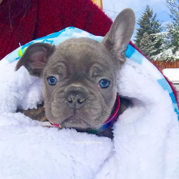 eccezionali cucciolata di bulldog francese blu | Foto 1