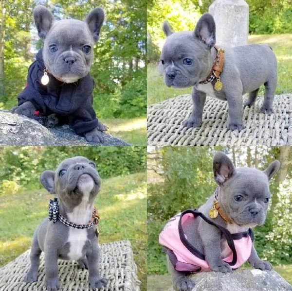bellissimi cuccioli di bulldog francese blu