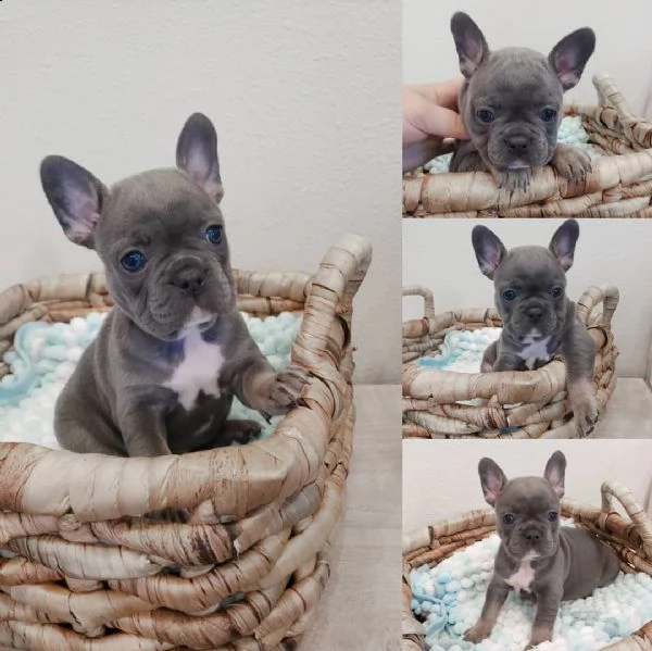 bellissimi cuccioli di bulldog francese blu | Foto 4