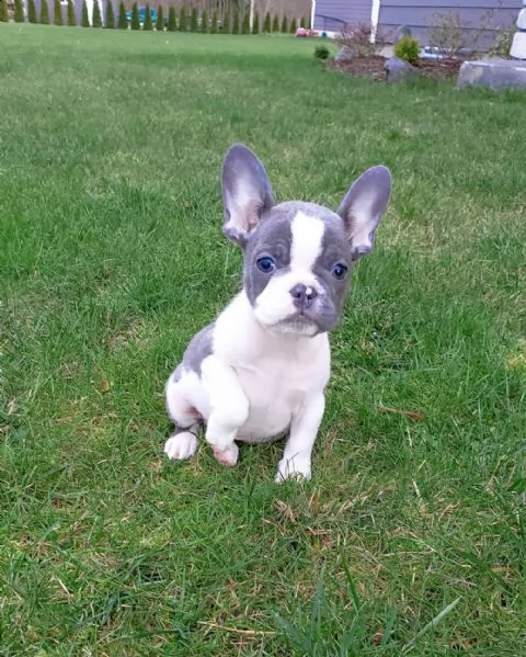 bellissimi cuccioli di bulldog francese blu | Foto 2