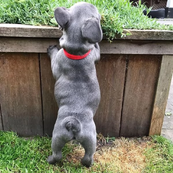 bellissimi cuccioli di bulldog francese blu | Foto 1