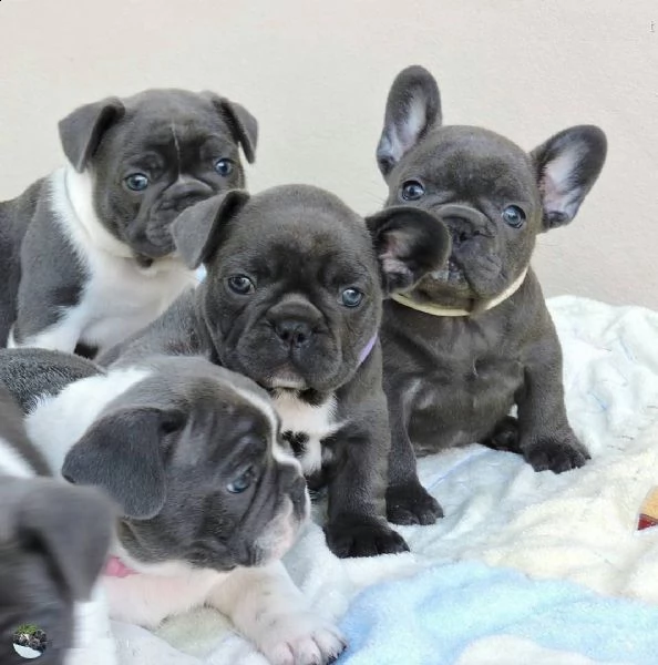 bellissimi cuccioli di bulldog francese blu | Foto 0