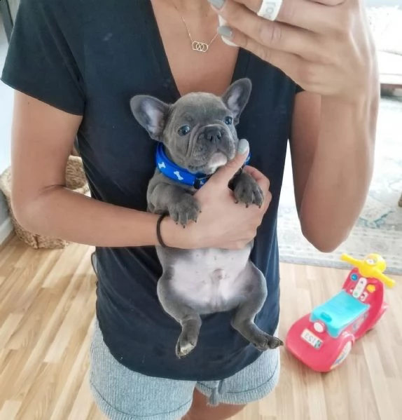 cucciolotti bulldog francese blu disponibili | Foto 4