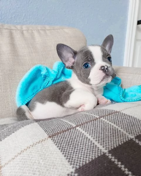 cucciolotti bulldog francese blu disponibili | Foto 3