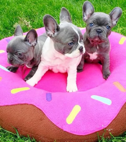 cucciolotti bulldog francese blu disponibili | Foto 2